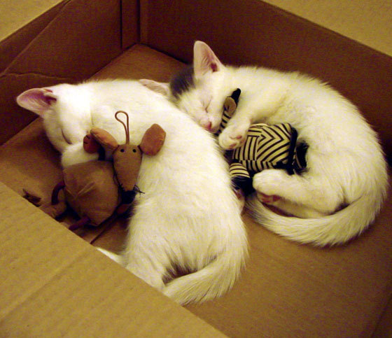 意甲焦点战之夜，莱万关键战不手软，一锤定音显英雄本色